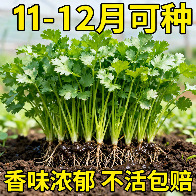四季香菜芫荽种子阳台盆栽耐抽苔