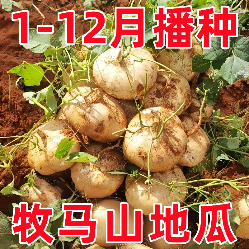 甜脆水果凉薯种籽特甜脆多汁地瓜种子沙葛凉瓜土瓜种农家蔬菜种孑
