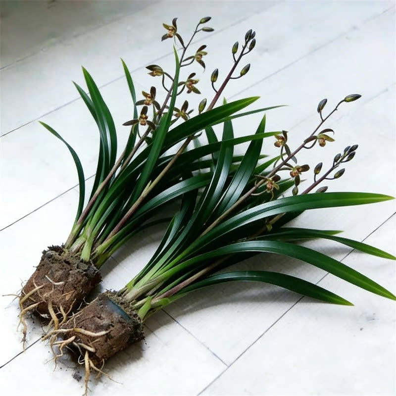 特级好养墨兰企黑建兰盆栽带花