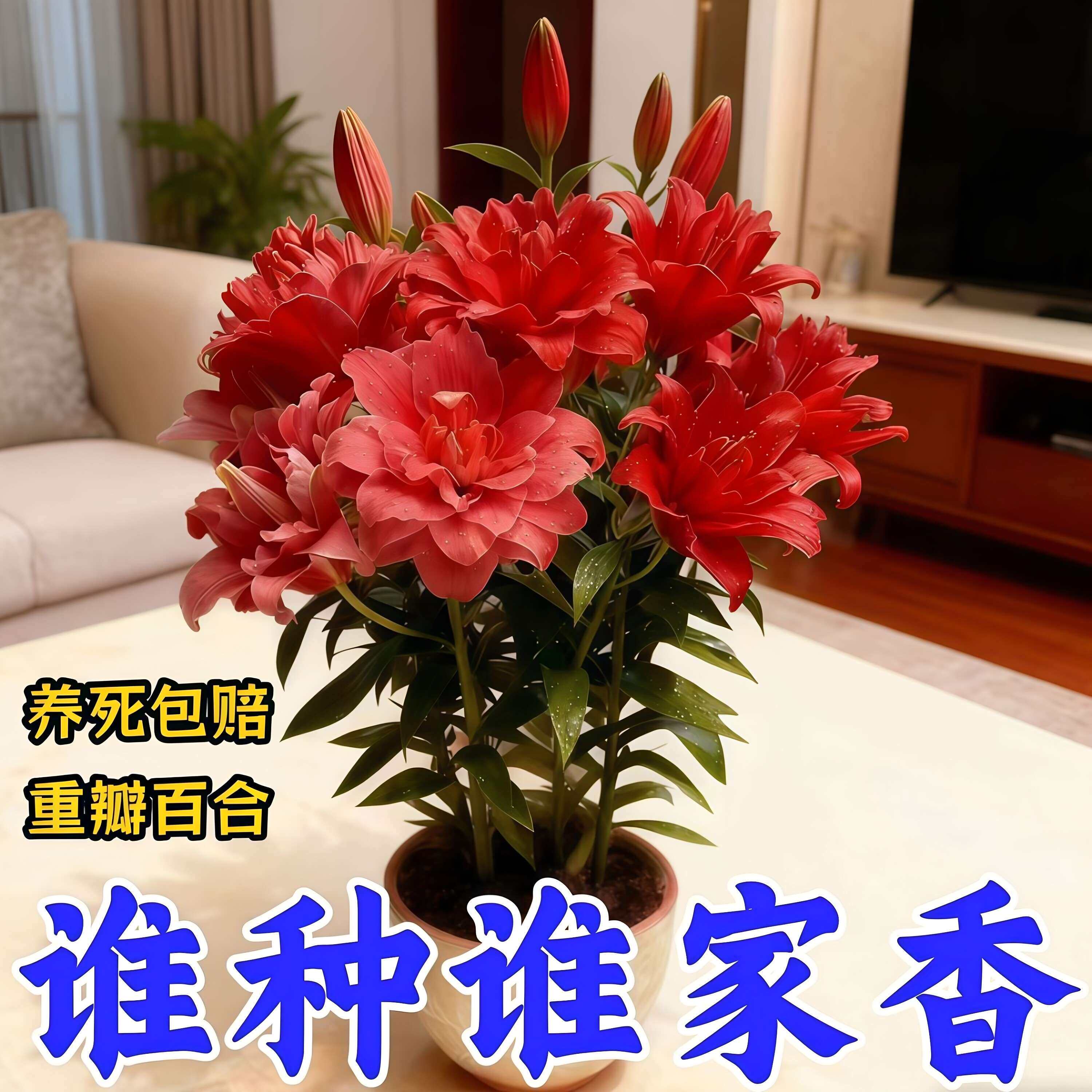 进口香水百合种球带芽浓香多季开