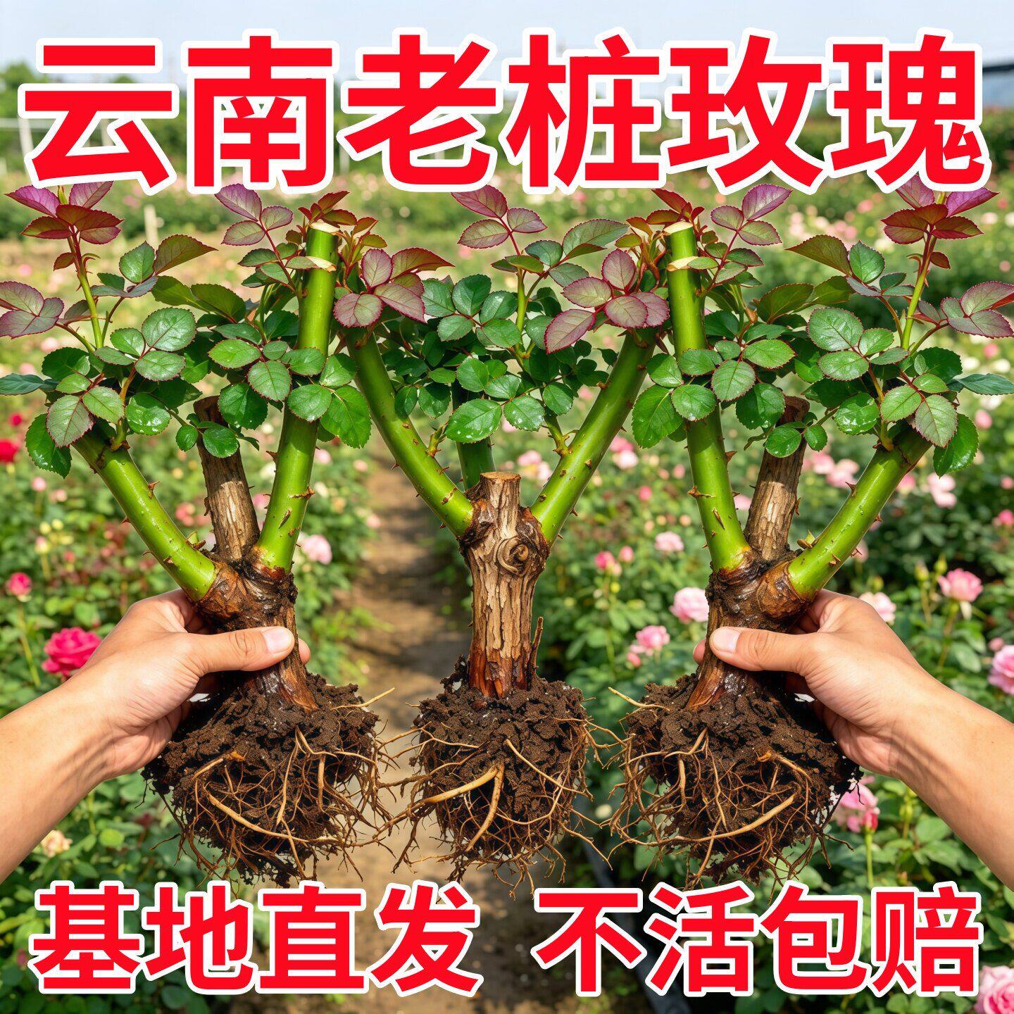 月季老桩玫瑰花树苗盆栽云南昆明红玫瑰老根花苗四季花卉开花浓香