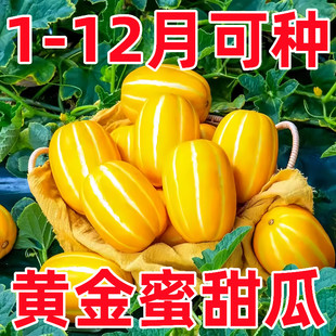 黄金蜜甜瓜种籽香瓜密种子黄金道水果早熟高产抗病特大四季瓜果
