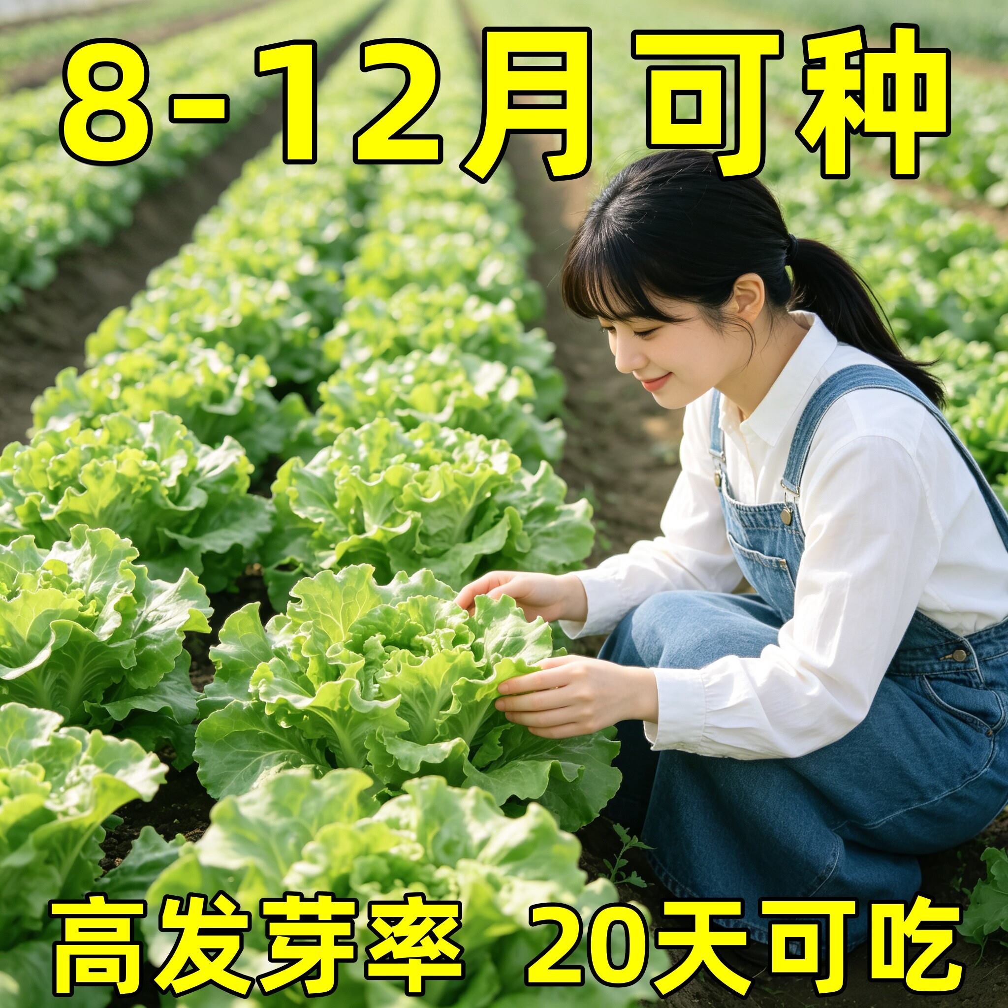 正宗意大利生菜种子四季耐热盆栽