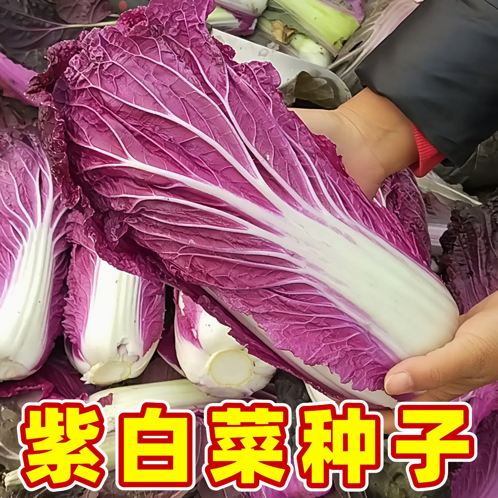 紫美人白菜种子四季耐热耐寒易种