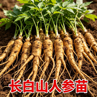 长白山人参活苗盆栽带土易活