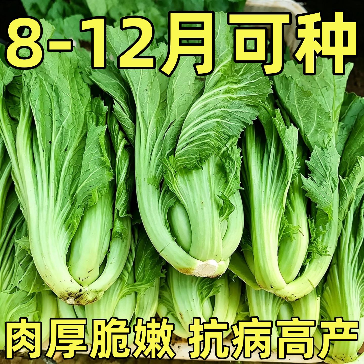 大肉甜芥菜种子四季耐热阳台花盆蔬菜种籽包心芥菜盖菜大叶青菜籽