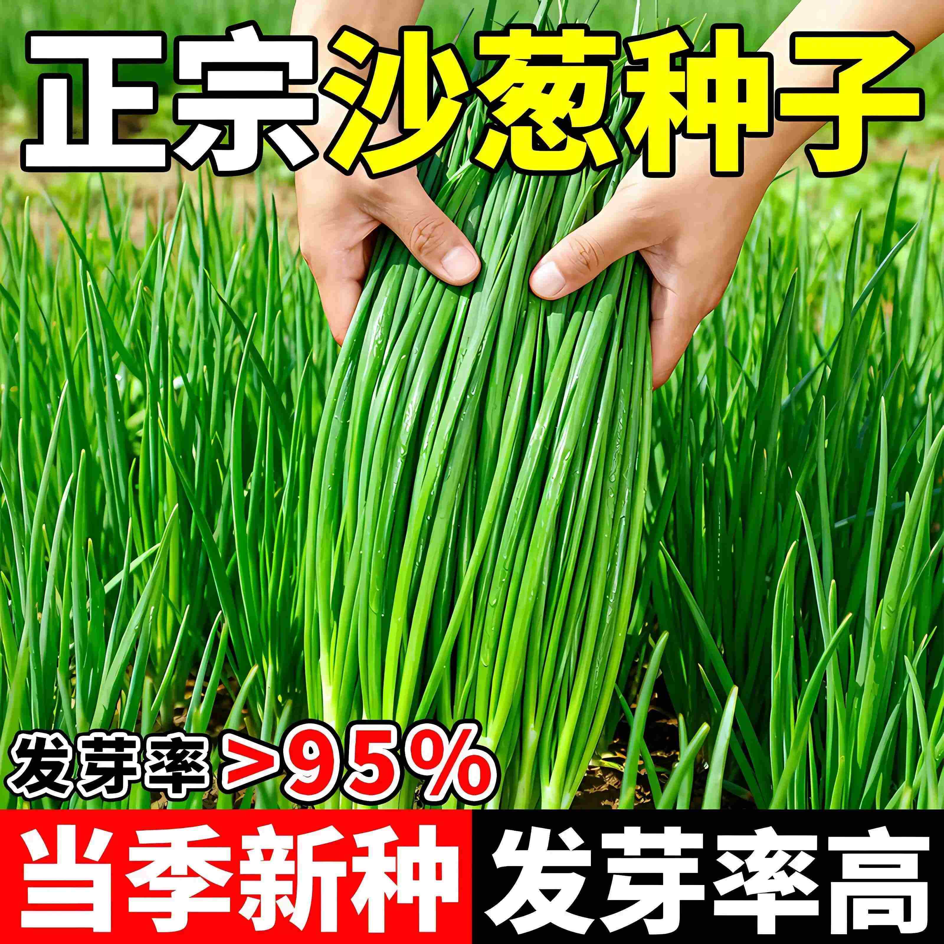 新鲜沙葱种子根苗四季盆栽