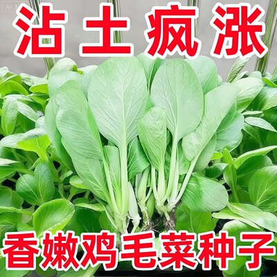 不生虫鸡毛菜种子四季播种抗热耐寒蔬菜种子小白菜籽有机小青菜籽