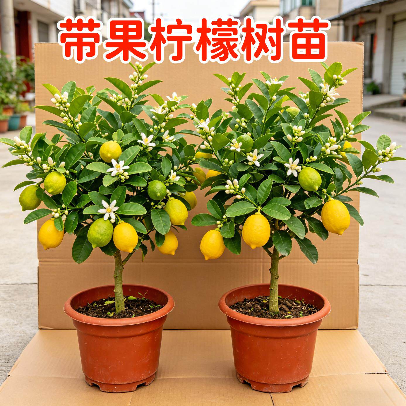 柠檬树树苗小苗盆栽带花苞客厅绿植阳台花卉室内桌面植物四季好养