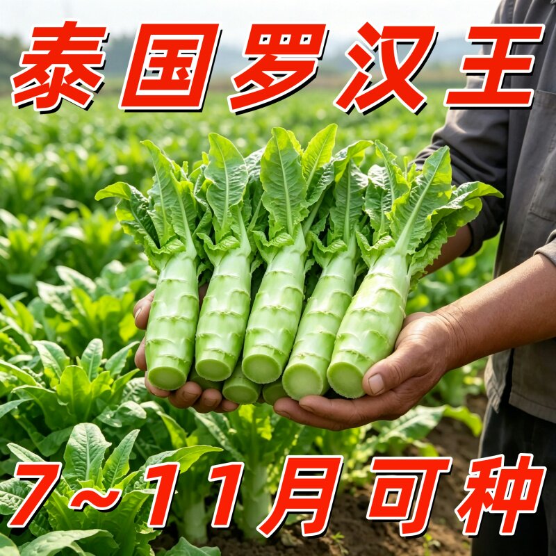 泰国罗汉王莴笋种子四季播高产