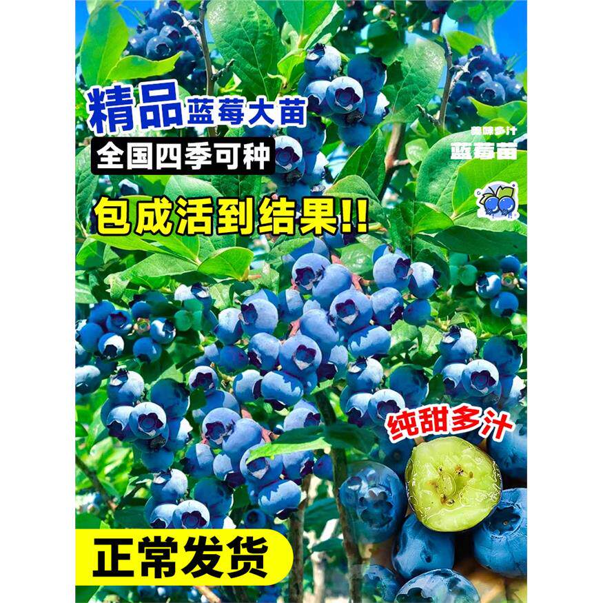 蓝莓树果苗盆栽蓝梅树苗果期带大果草莓室内耐寒南北方四季结果