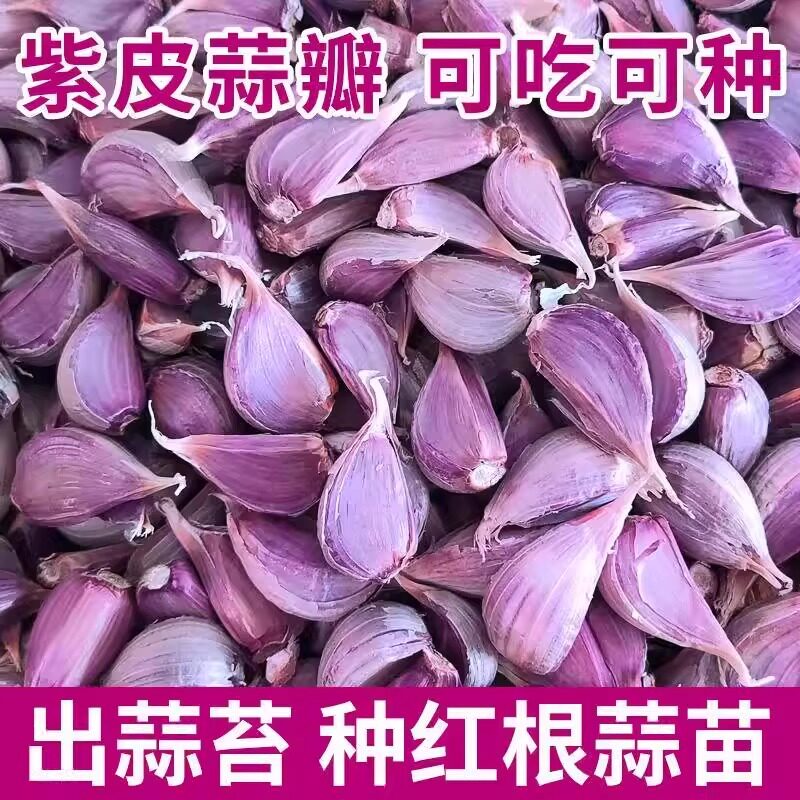 可吃紫皮蒜苗蒜苔蒜瓣