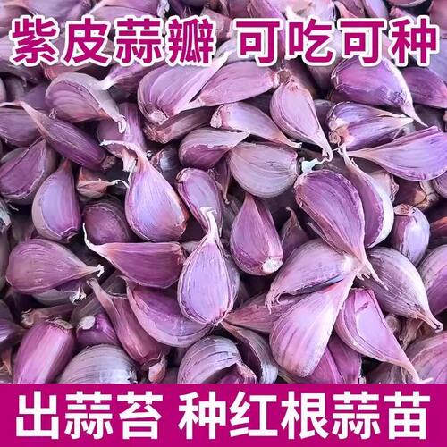 可吃紫皮蒜苗蒜苔蒜瓣