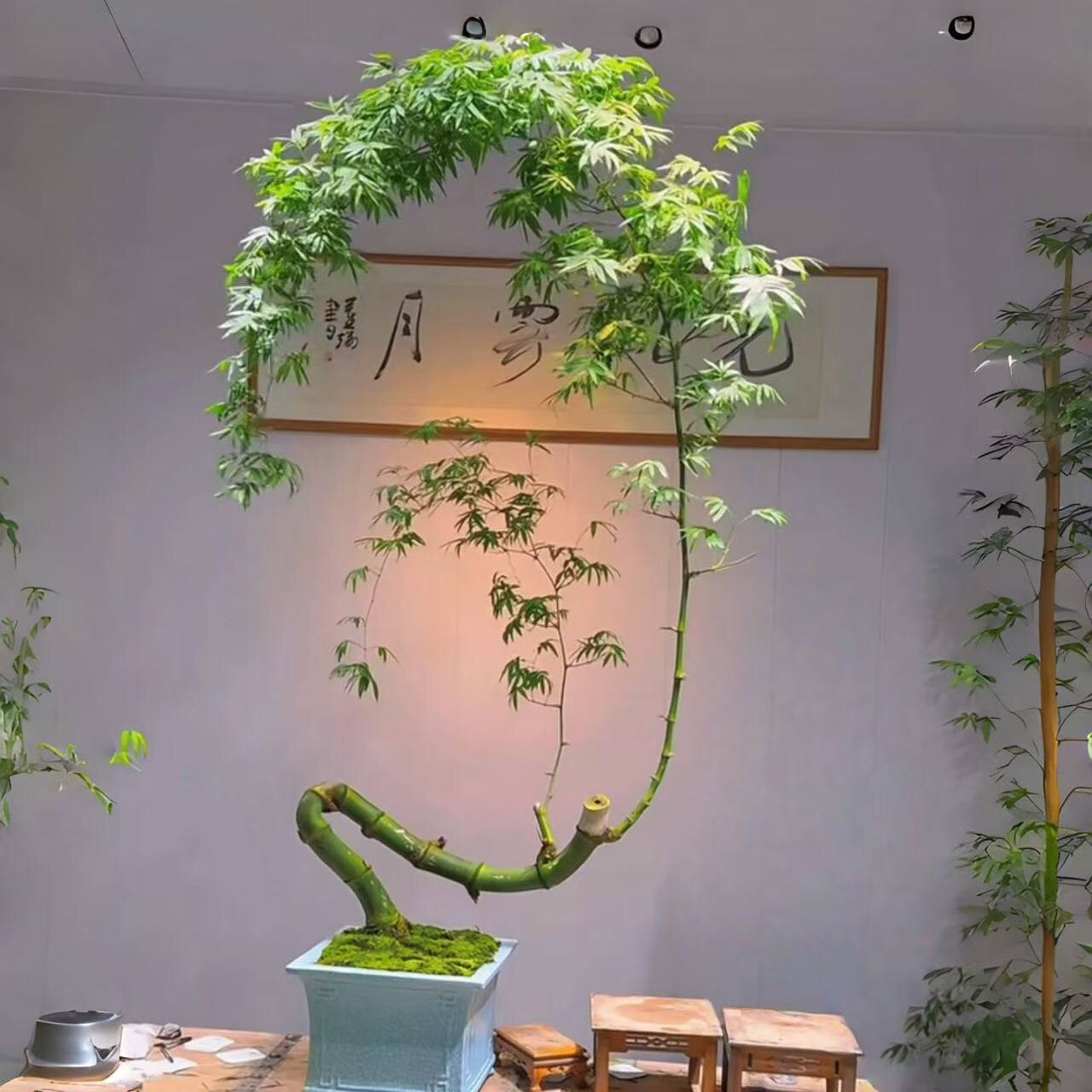 正宗小叶簕竹根苗招财富贵竹根苗老桩绿植盆栽室内盆景文艺月牙弯