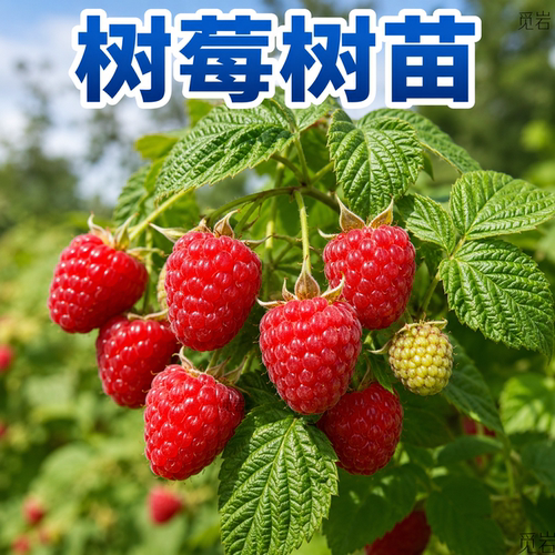 黑红黄树莓苗双季果南北可种
