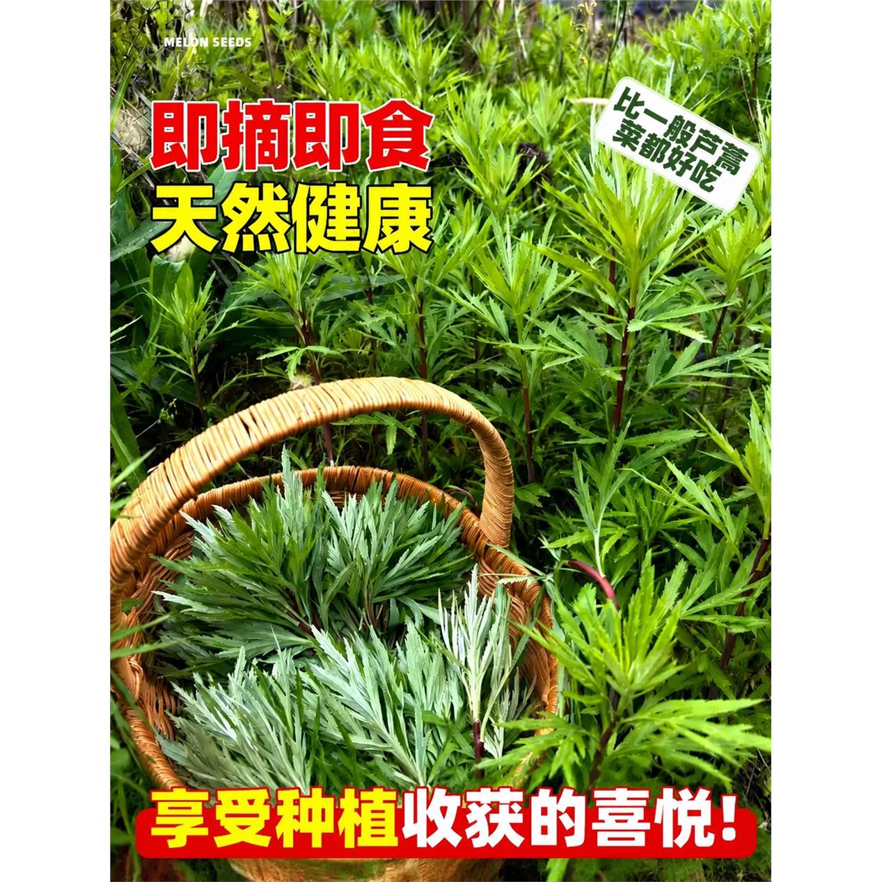 芦蒿种籽南京特产水蒿柳蒿种子春季夏季四季种植藜蒿蔬菜水蒿茼