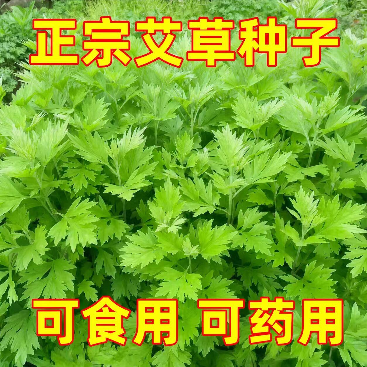 野生大叶艾蒿种子四季驱蚊