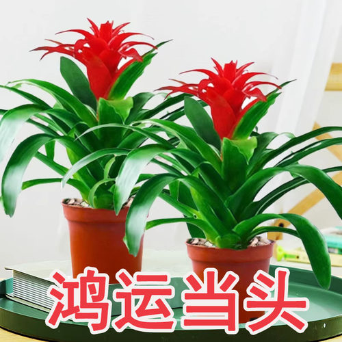 鸿运当头盆栽家养花卉植物室内客厅摆放的花四季好养活年宵花卉