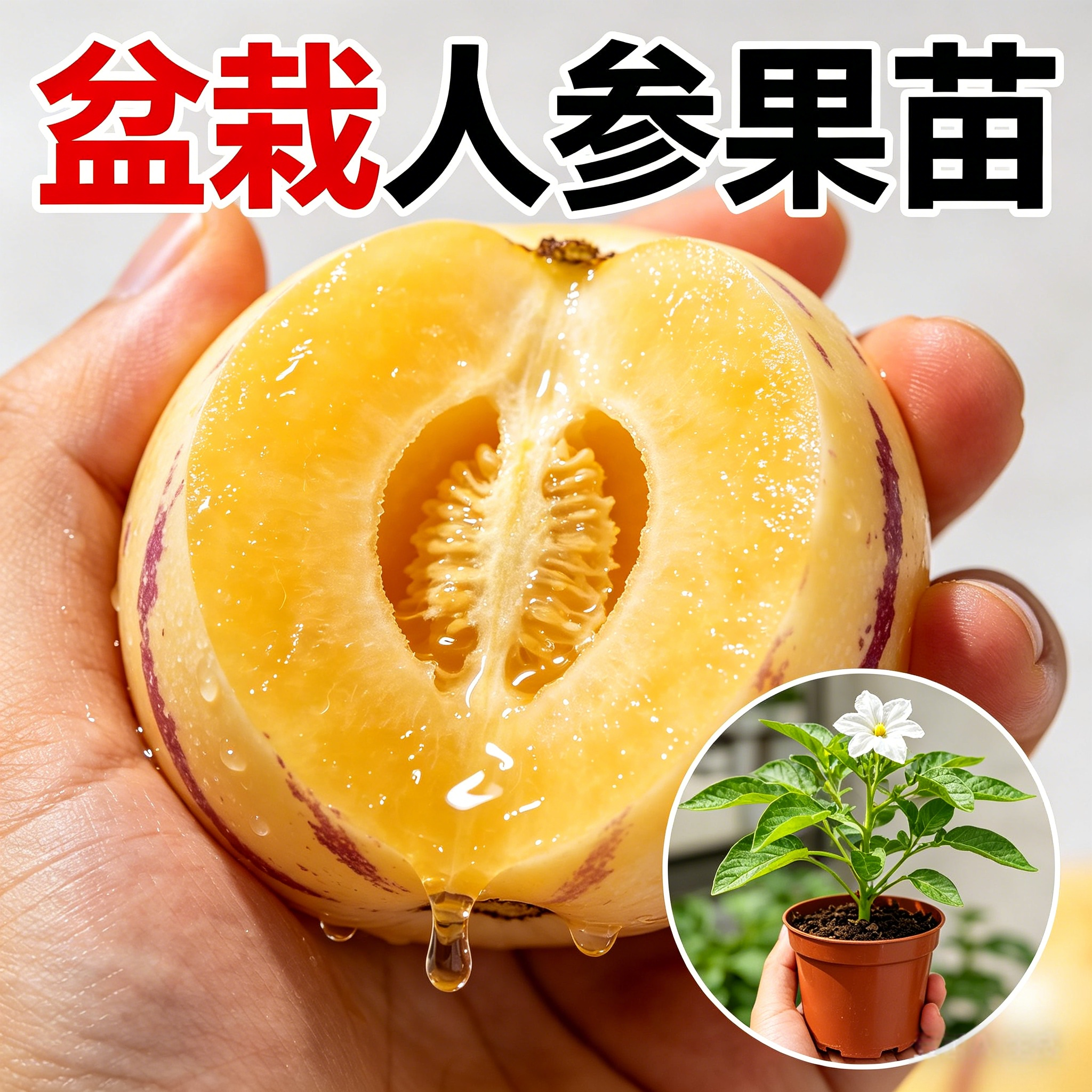 奶香人参果树苗带果南北可种