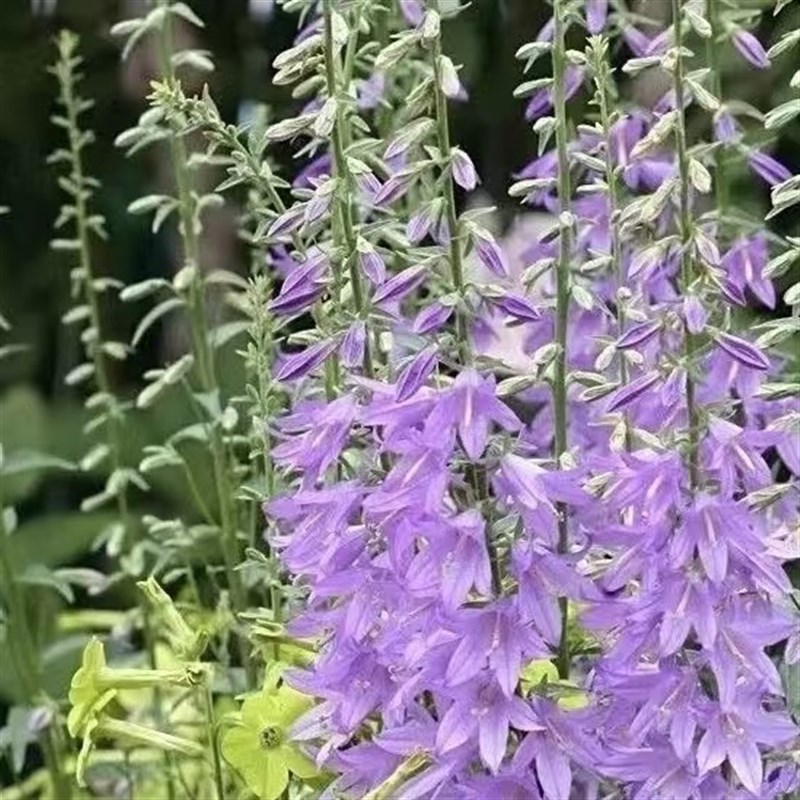 轮状叶风铃草多年生耐寒宿根高杆风铃草花园花镜植物春季盆栽花卉