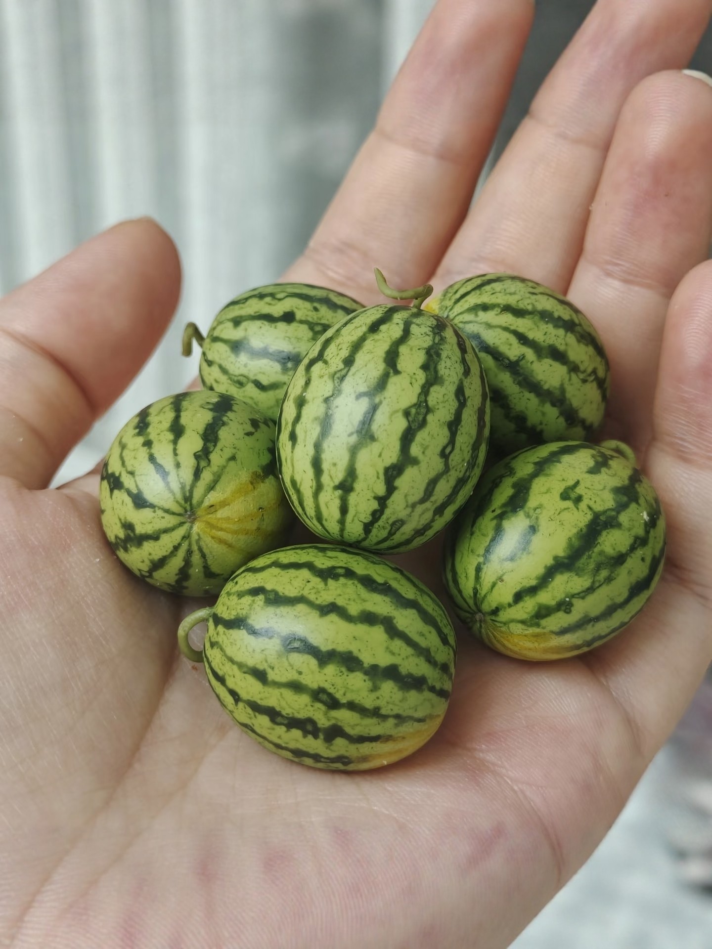 仿真微缩粘土西瓜水果蔬菜模型摆件娃娃屋装饰食玩收藏黏土食玩,模玩/动漫/周边/娃圈三坑/桌游,BJD场景道具娃屋,淘宝优惠券,粉丝福利购,淘宝优惠卷