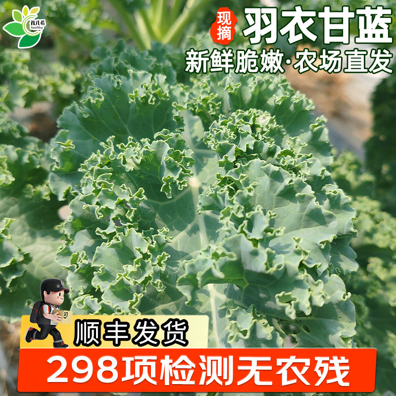 【买1送1】孩儿希 羽衣甘蓝2斤新鲜蔬菜kale榨汁轻食生态种植顺丰