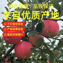 苹果正宗甘肃红富士庆阳苹果脆甜多汁新鲜现摘一级孕妇水果