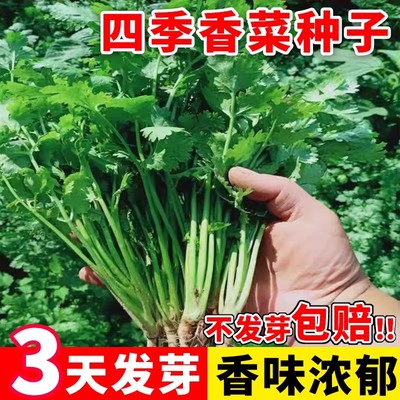 香菜籽种子四季种农家老品种小叶耐寒蔬菜大全植物盆栽香菜籽去虫