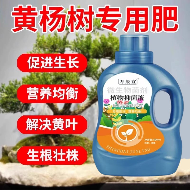 黄杨专用药肥料防治黄叶褐斑枯萎白粉炭疽病杀菌喷雾剂盆景营养液