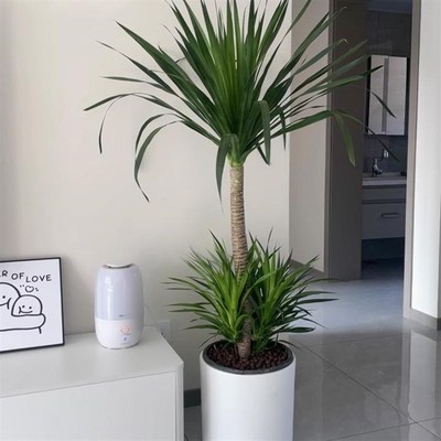 龙血树客厅绿植室内大型植物盆栽旺宅高级感办公落地大号盆景四季