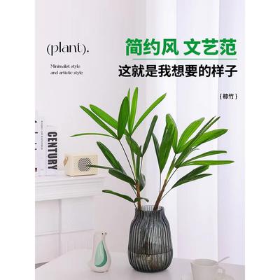 棕竹水培植物盆栽室内办公室桌面水养小叶四季富贵竹耐阴好养绿植