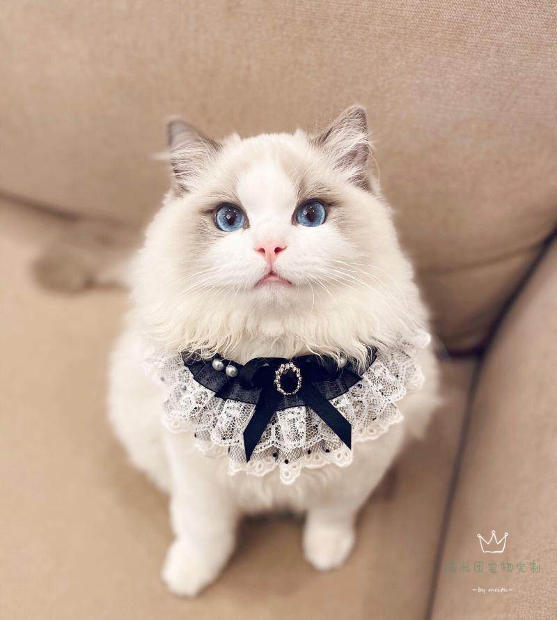 手工制作猫咪狗狗宠物饰品项圈铃铛蝴蝶结领结蕾丝口水巾围嘴,宠物/宠物食品及用品,挂饰/挂牌,淘宝优惠券,粉丝福利购,淘宝优惠卷