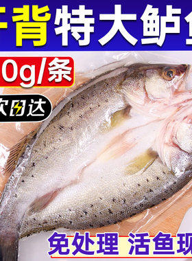 鲈鱼新鲜海鲈鱼650g开背冷冻商用鲜活白蕉深海特大三去烤鱼半成品
