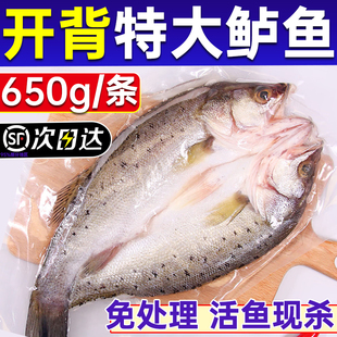 鲈鱼新鲜海鲈鱼650g开背冷冻商用鲜活白蕉深海特大三去烤鱼半成品