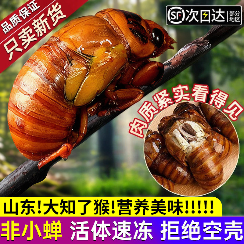 山东大知了猴新鲜活体金蝉冷冻结