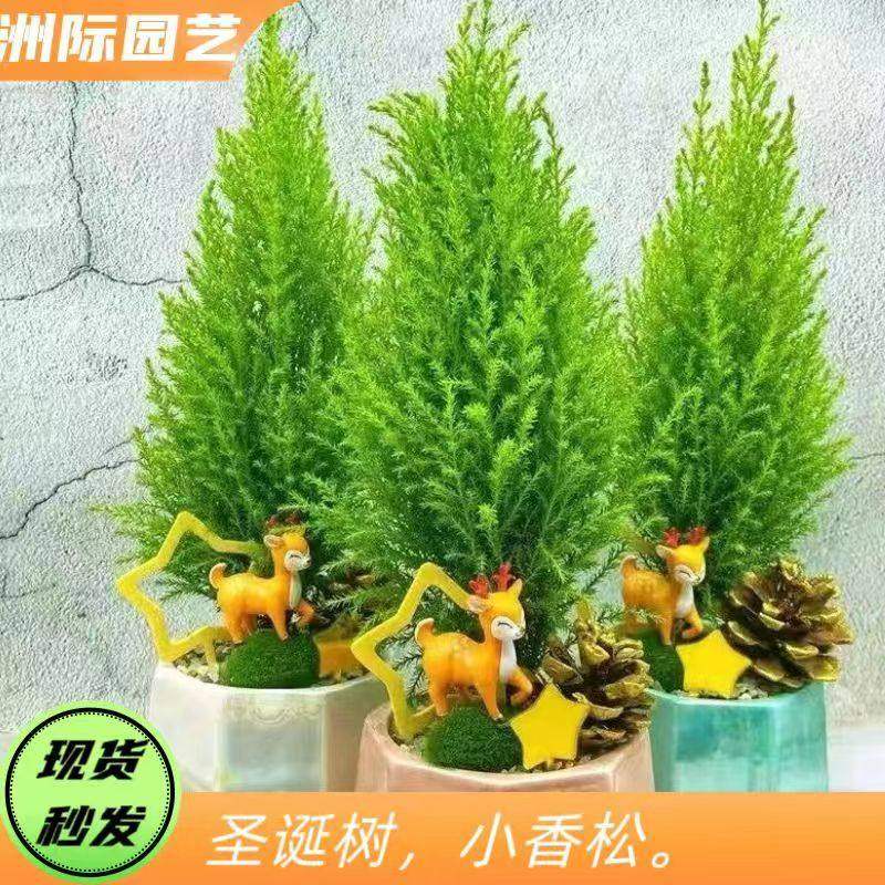 香松圣诞树迷你小香松盆栽四季长青观叶植物净化空气盆景耐热耐寒
