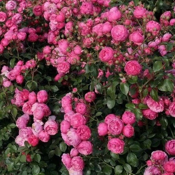 庭院绒艾植物花卉好养易四季球阳台藤本月季花苗爬藤蔷薇活开拉