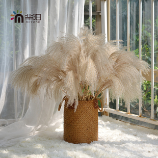 天然植物拂尘干花芦苇花蒲苇花束家居咖啡馆软装饰品摆件拍摄道具