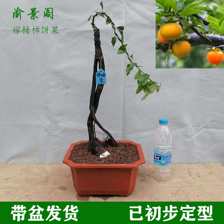 四川金庆子精品熟桩重弹黑塔子老桩母桩金单蛋子树桩盆景带盆发货