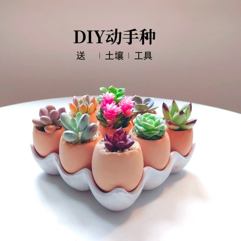 鸡蛋壳多物组合套餐y活动动手栽种可爱趣味盆栽创意陶土盆