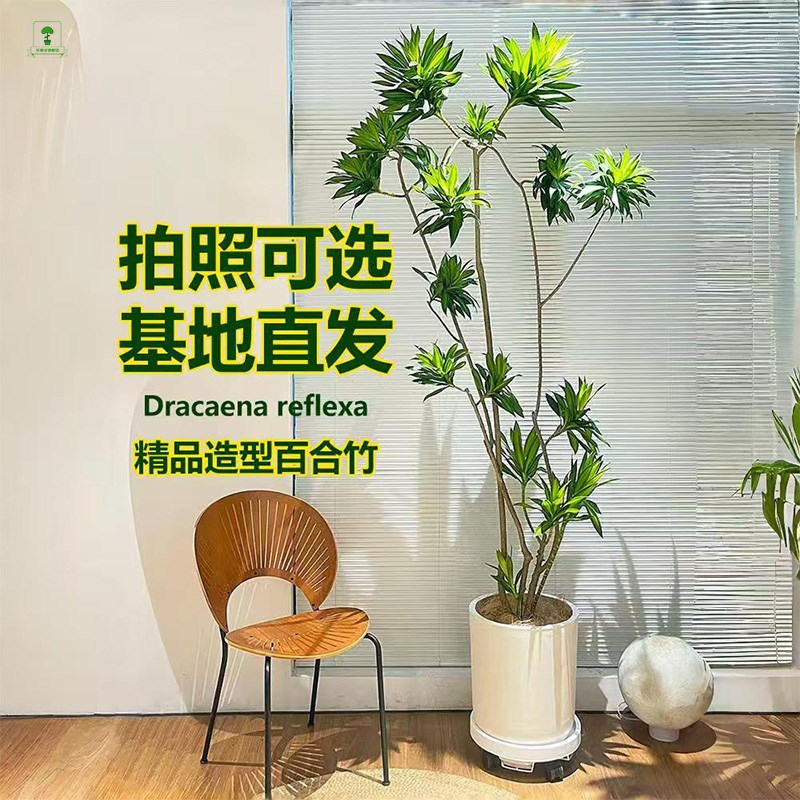 百合竹大型盆栽室内客厅风轻奢观叶绿植净化空气真植物