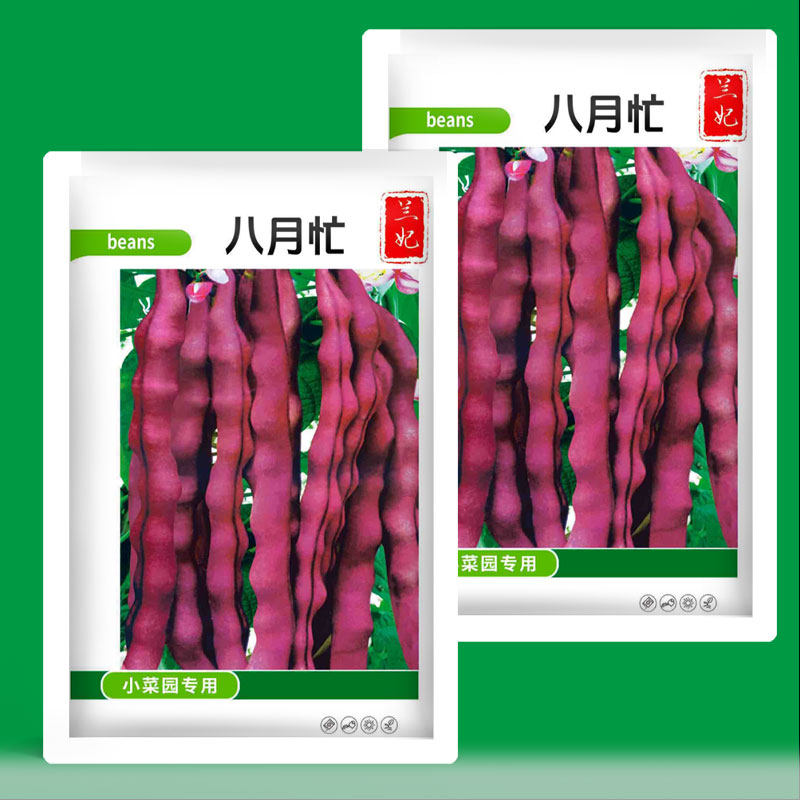 紫色四季豆角种子耐寒耐热无筋紫皮八月忙冻死鬼豆角种子秋芸豆角