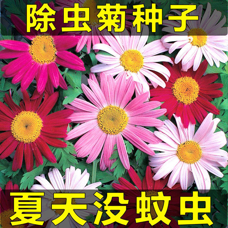夏天防蚊虫驱蚊菊花家庭阳台观赏盆栽庭院除虫菊懒人花卉四季种植