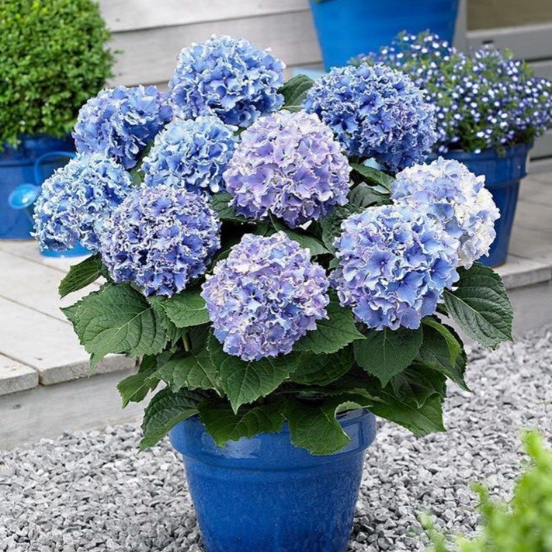 绣球花苗盆栽无尽夏绣球八仙花地栽庭院阳台植物花卉多年生大苗,鲜花速递/花卉仿真/绿植园艺,绣球/木绣球/木本植物,淘宝优惠券,粉丝福利购,淘宝优惠卷