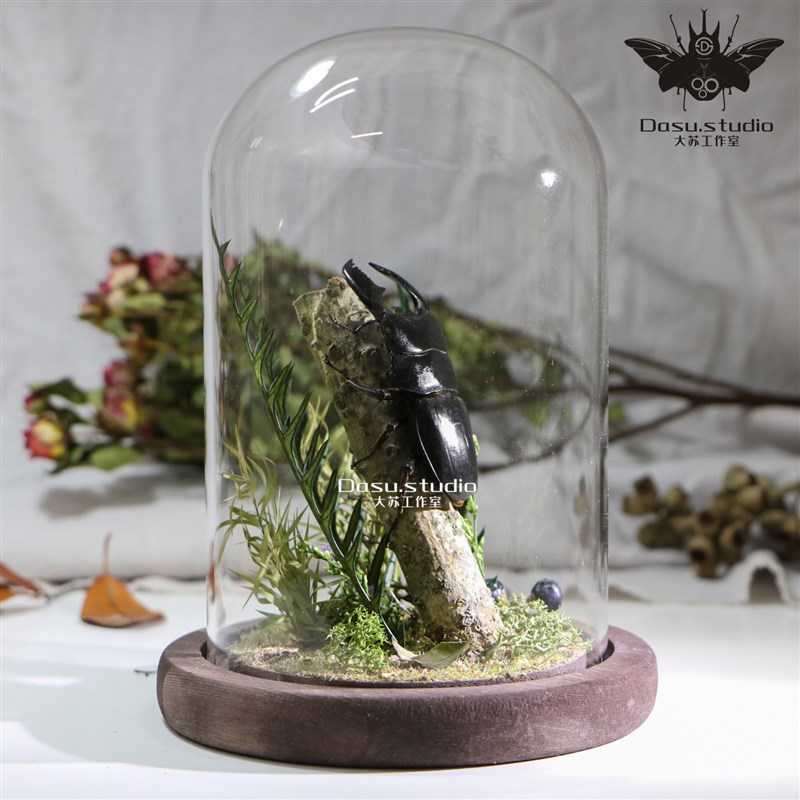 森林剑士锹甲锹形虫真实甲虫生态微景观玻璃罩摆件礼物