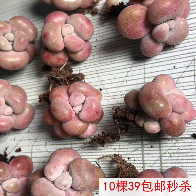 丸叶桃蛋多肉老桩 一杆正宗腰子蛋桃之桌面植物迷一物带拍红