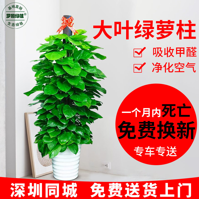 绿萝柱盆栽易活植物室内绿箩柱大叶绿萝吸室室办化醛净甲深圳花卉