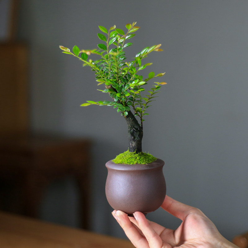 独办小叶苗檀盆景老桩树紫枝公室桌面绿植室内茶室植物黑骨茶盆栽