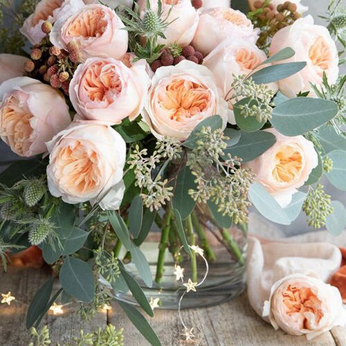 金鸿月季黑粉龙蒂娜朱丽涵叶仙花藤花苗特大爬木香蔷薇