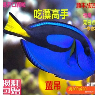 蓝吊粉蓝七彩吊蓝海水鱼天狗吊海水观赏鱼金毛观赏鱼活